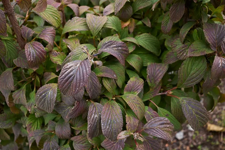 Viburnum farreri-AdobeStock_466558390.webp