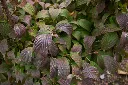 Viburnum farreri-AdobeStock_466558390.webp