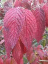 Viburnum plicatum Mariesii-aut.webp