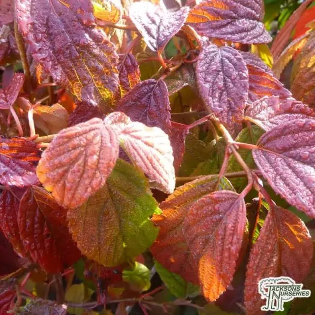 Viburnum plicatum Rotundifolia-3.webp