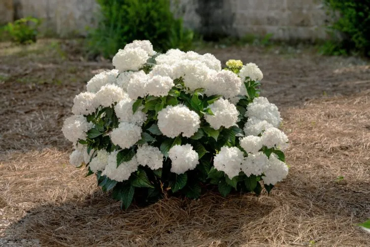 hydrangea-ES-Dreamcloud-4.webp