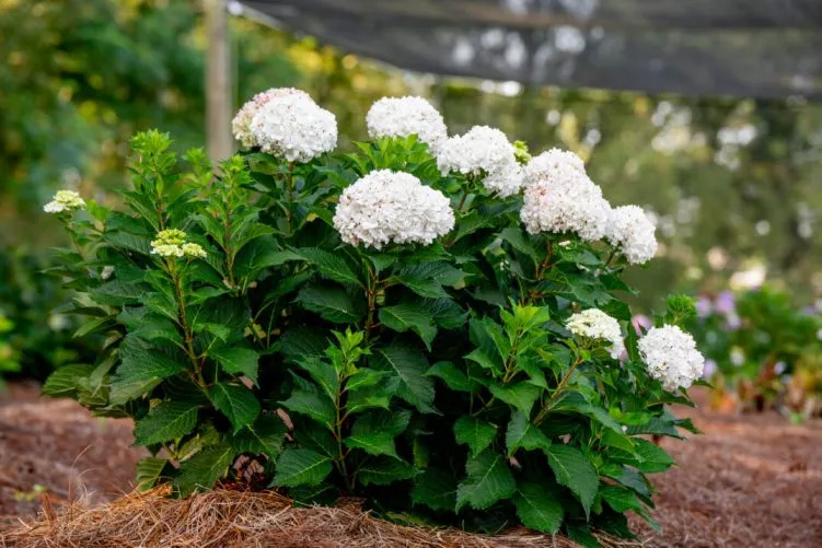hydrangea-ES-Dreamcloud-2.webp
