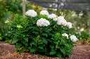 hydrangea-ES-Dreamcloud-2.webp
