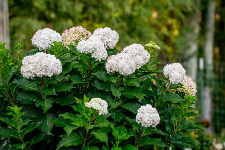 hydrangea-ES-Dreamcloud-3.webp