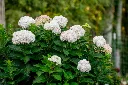 hydrangea-ES-Dreamcloud-3.webp