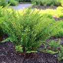 polystichum-munitum-3.webp