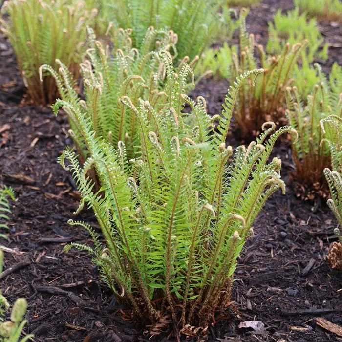 polystichum-munitum-2.webp