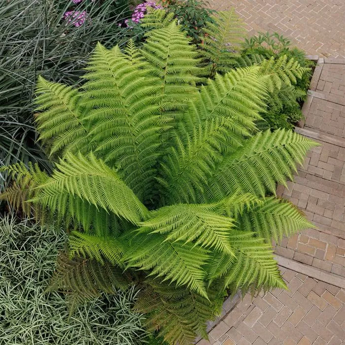 Polystichum polyblepharum.webp