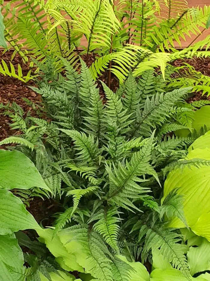 Polystichum Tsus Sinense-2.webp