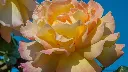 Rosier Madame Antoine Meilland-2.webp