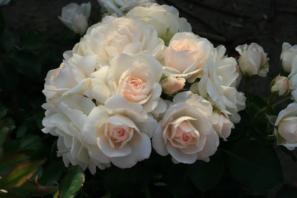 Rosier Sirius®-2.webp