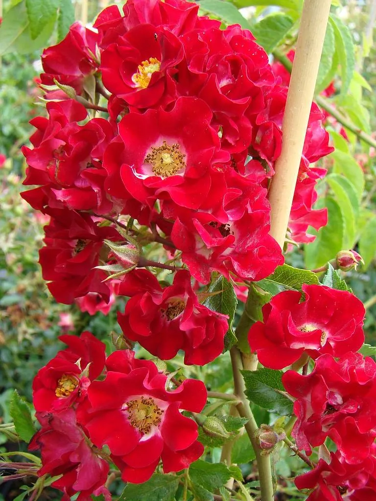 Rosier Rambling Rosie Grimpant.webp