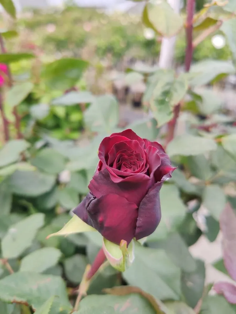 rosier-deep-secret-1-2.webp
