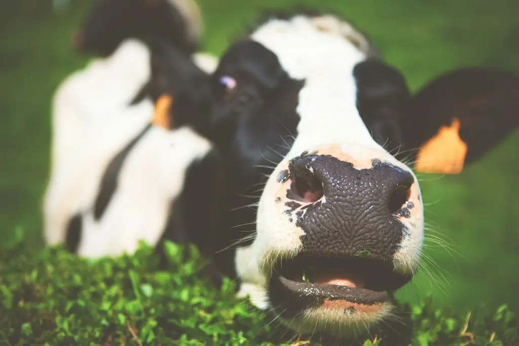 unsplash_yuvIQtair0c_vache.webp