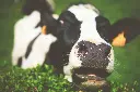unsplash_yuvIQtair0c_vache.webp