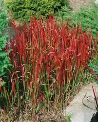 imperata-red-baron-1.webp