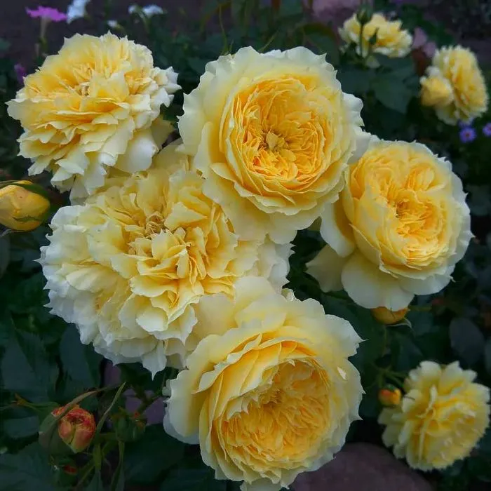 rosa-china-girl.webp