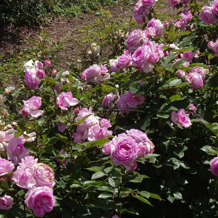 rosier-ghita-renaissane-2.webp