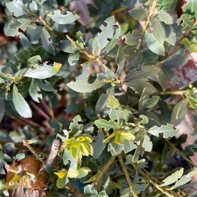 feuilles-otior-1.webp