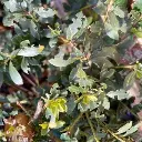feuilles-otior-1.webp