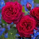 madame de montespan-grafin diana.webp