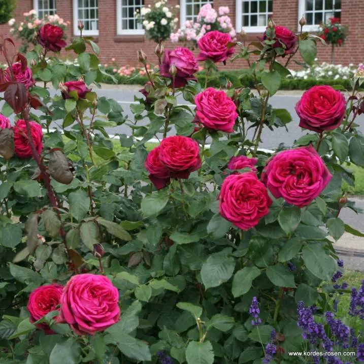 madame de montespan-grafin diana-2.webp