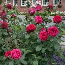 madame de montespan-grafin diana-2.webp