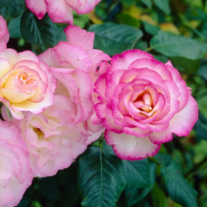 Rose_Handel.webp