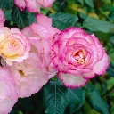 Rose_Handel.webp