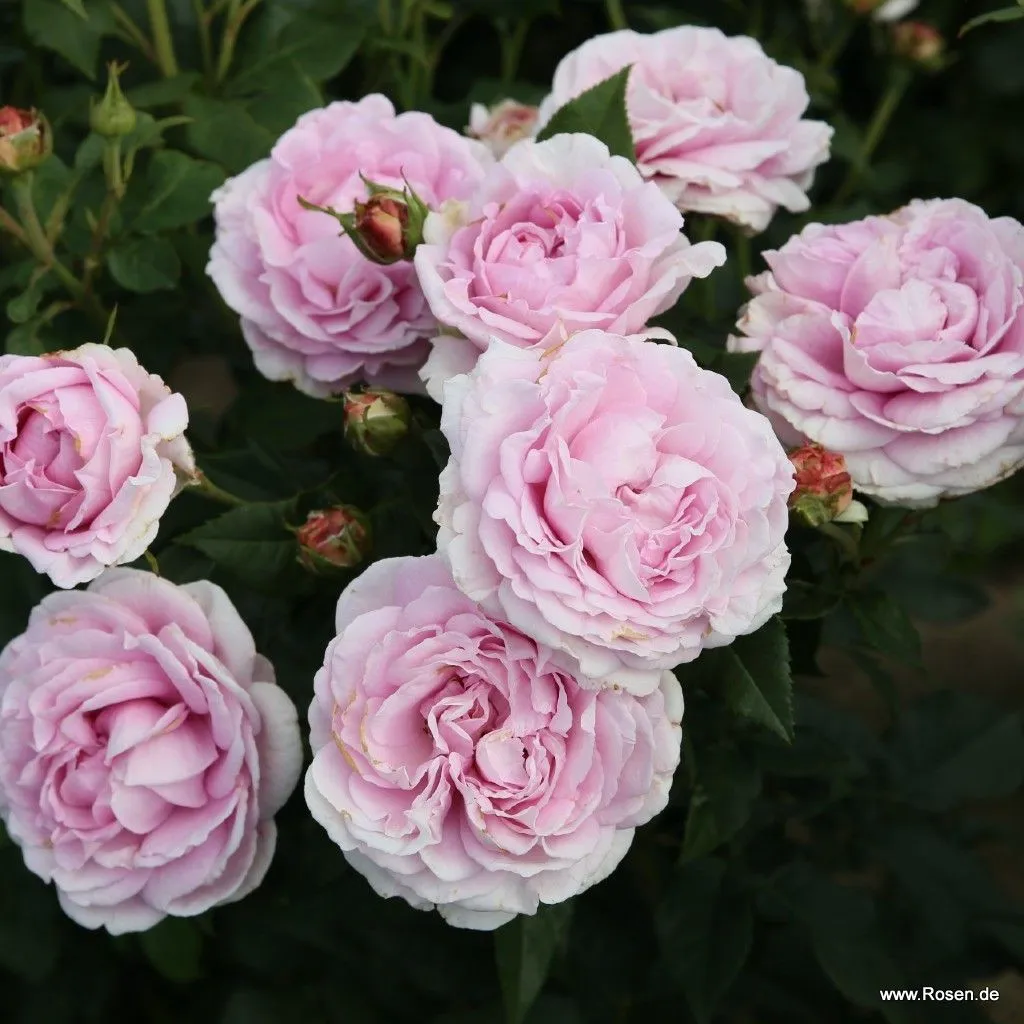 Rosier Reine Marie-3.webp