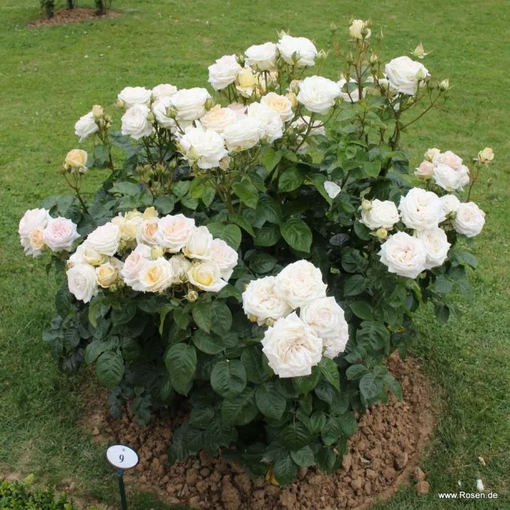 Rosier Madame Anisette®-2.webp