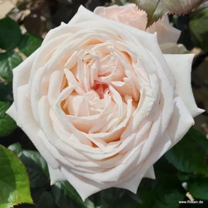 Rosier Madame Anisette®-1.webp