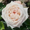 Rosier Madame Anisette®-1.webp
