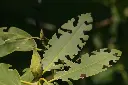 feuilles-otior-2.webp
