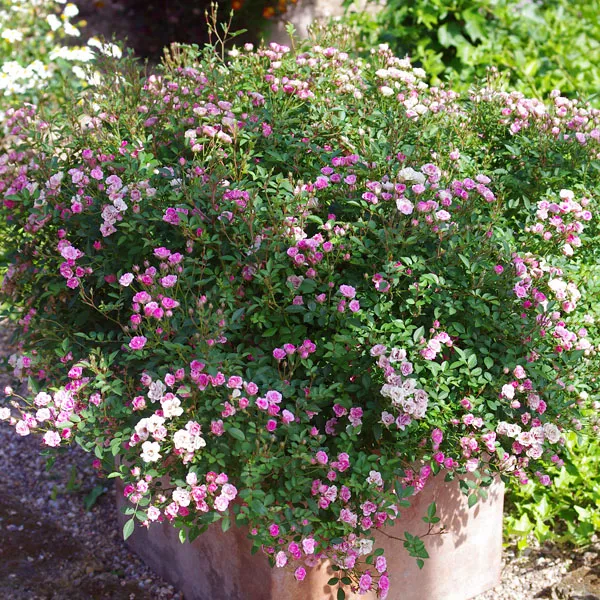 lilly-rose-3.webp