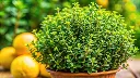 Thymus citriodorus aureus-AdobeStock_1026841043.webp