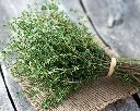 thymus-branche.webp