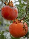 Diospyros kaki Chocolatina ou Cioccolatino.webp