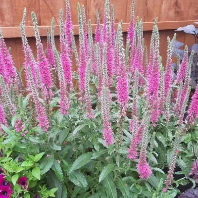 Veronica spicata Anniversy Rose.webp