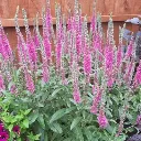 Veronica spicata Anniversy Rose.webp