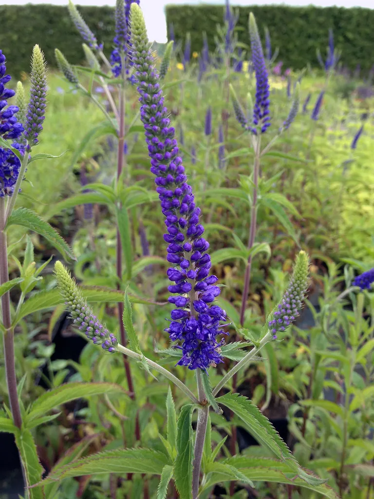 Veronica berenice blue-2.webp