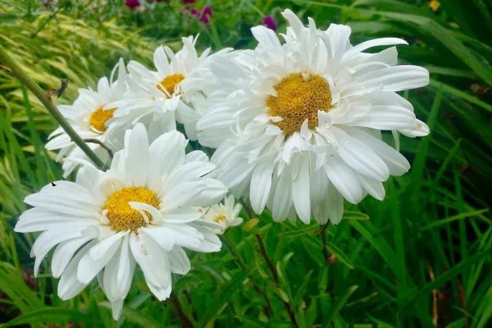 Leucanthemum Victoria Secret-1.webp