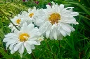 Leucanthemum Victoria Secret-1.webp