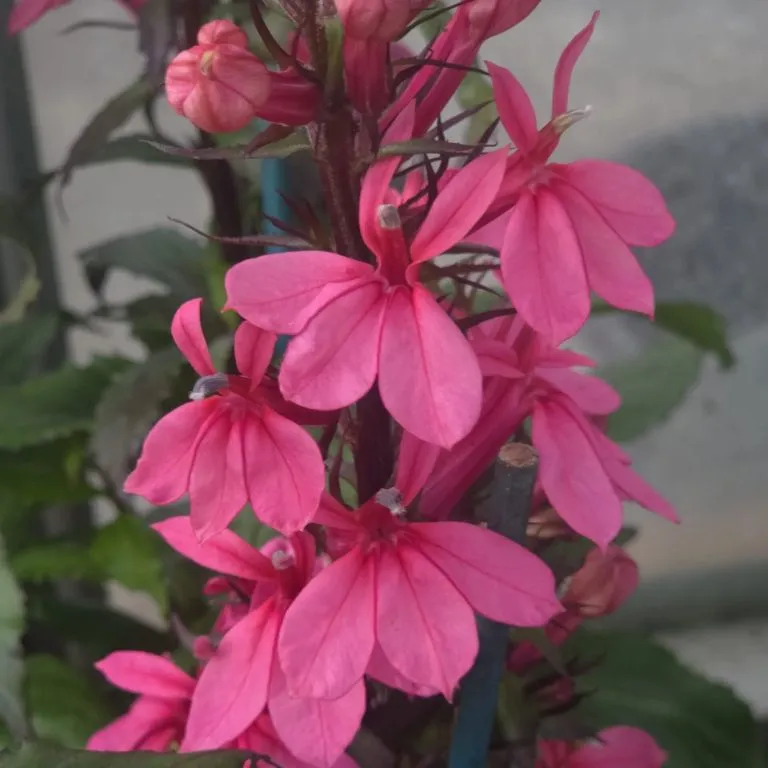 Lobelia-fanship-Rose-1.webp