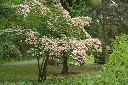 Cornus kousa Beni Fugi-AdobeStock_212647983.webp