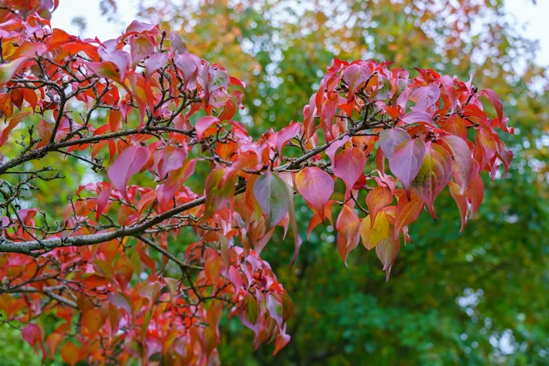 Cornus kousa China Girl-AdobeStock_465012589.webp