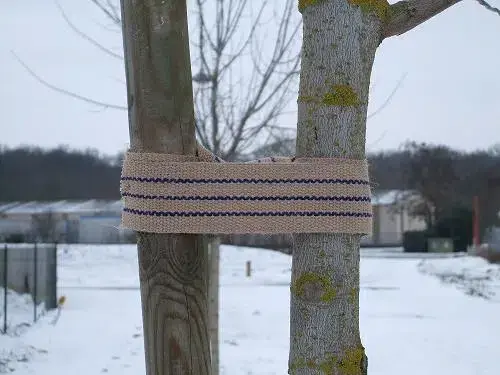 ligature-sangle-jute-arbre.webp