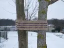 ligature-sangle-jute-arbre.webp