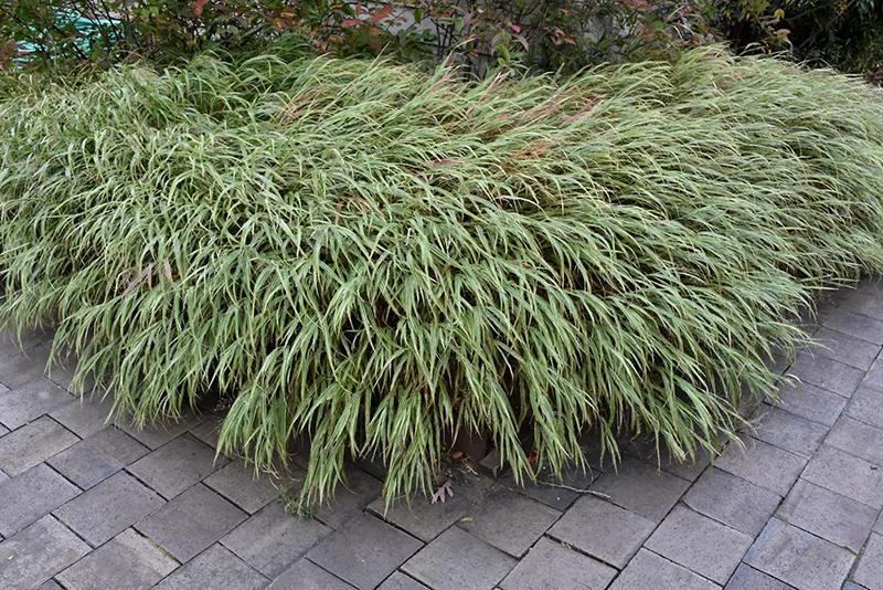 Hakonechloa macra Albostriata.webp