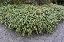 Hakonechloa macra Albostriata.webp